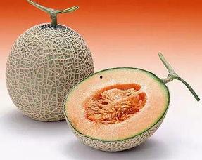 葫芦瓜吃皮还是吃瓤好吃,皮与瓤,谁更美味? 第3张 葫芦瓜吃皮还是吃瓤好吃,皮与瓤,谁更美味? 第3张